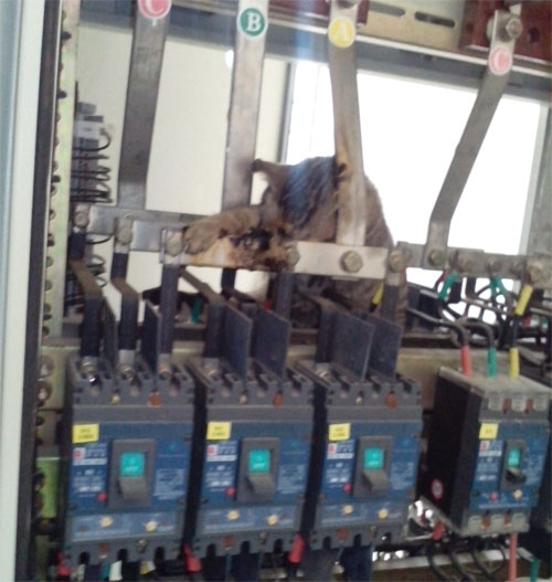 һֻ؈���l����늹������˼��